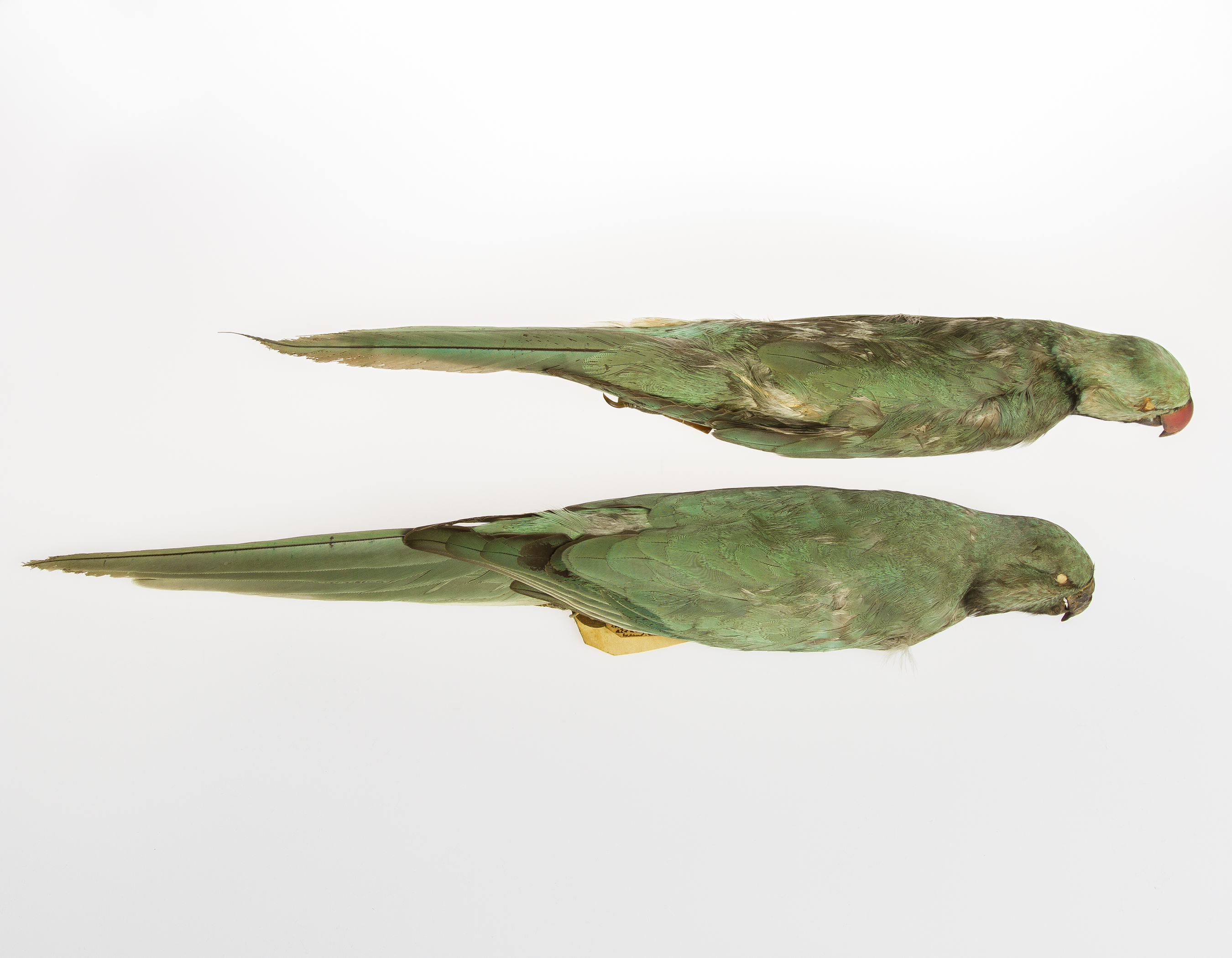 404f4-newtons-parakeet